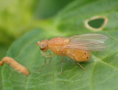 Sapromyzosoma laevatrispina